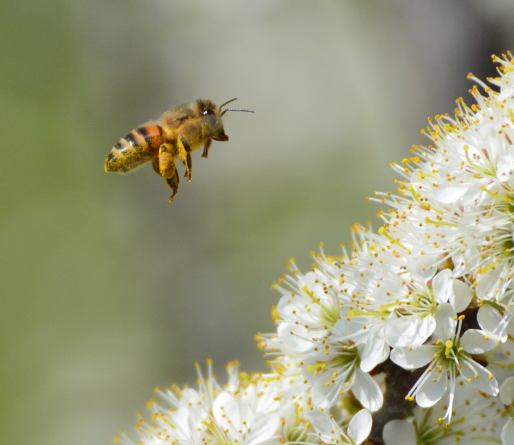 Sui fiori del prugnolo:  Apis mellifera